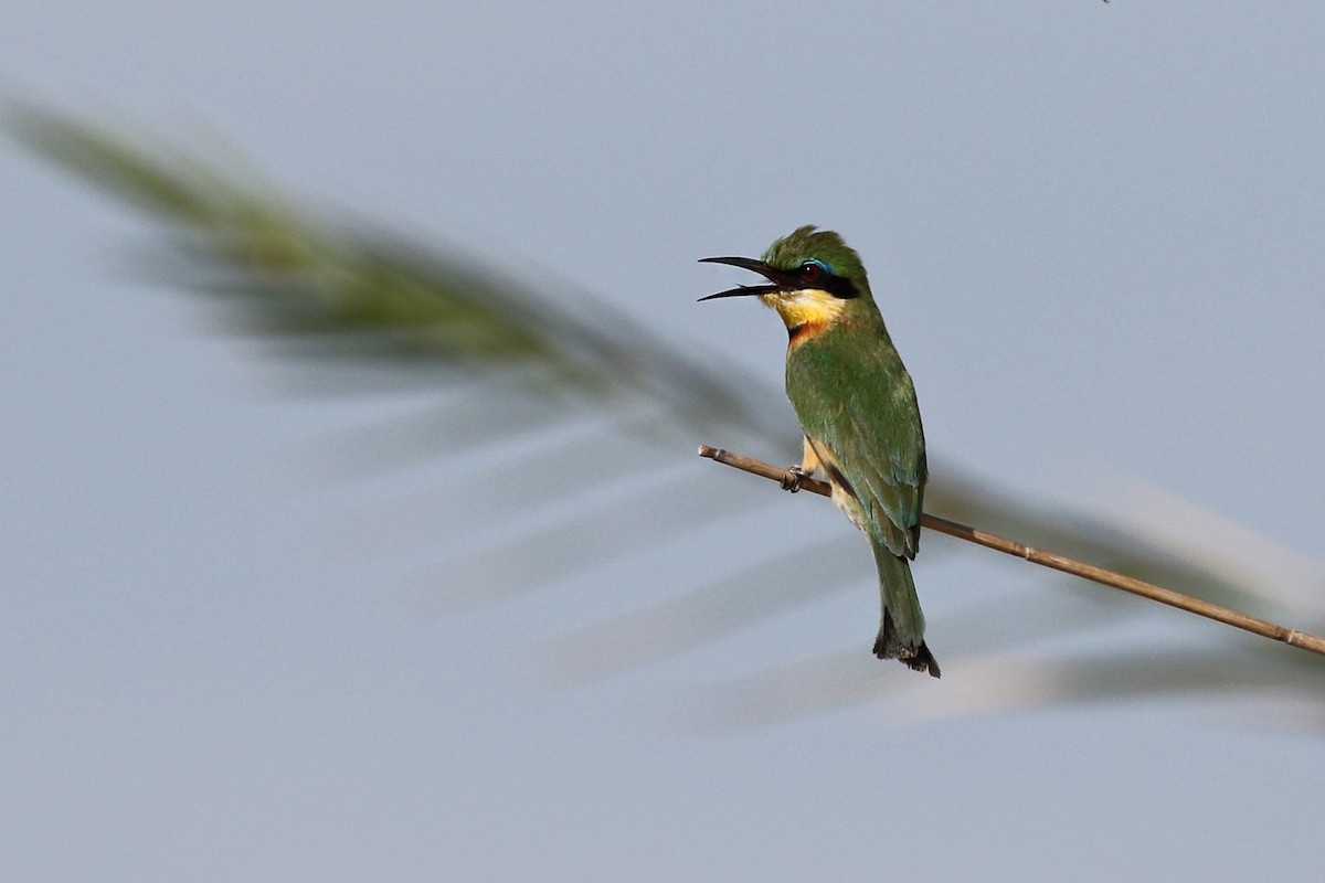 Little Bee-eater - Charley Hesse TROPICAL BIRDING