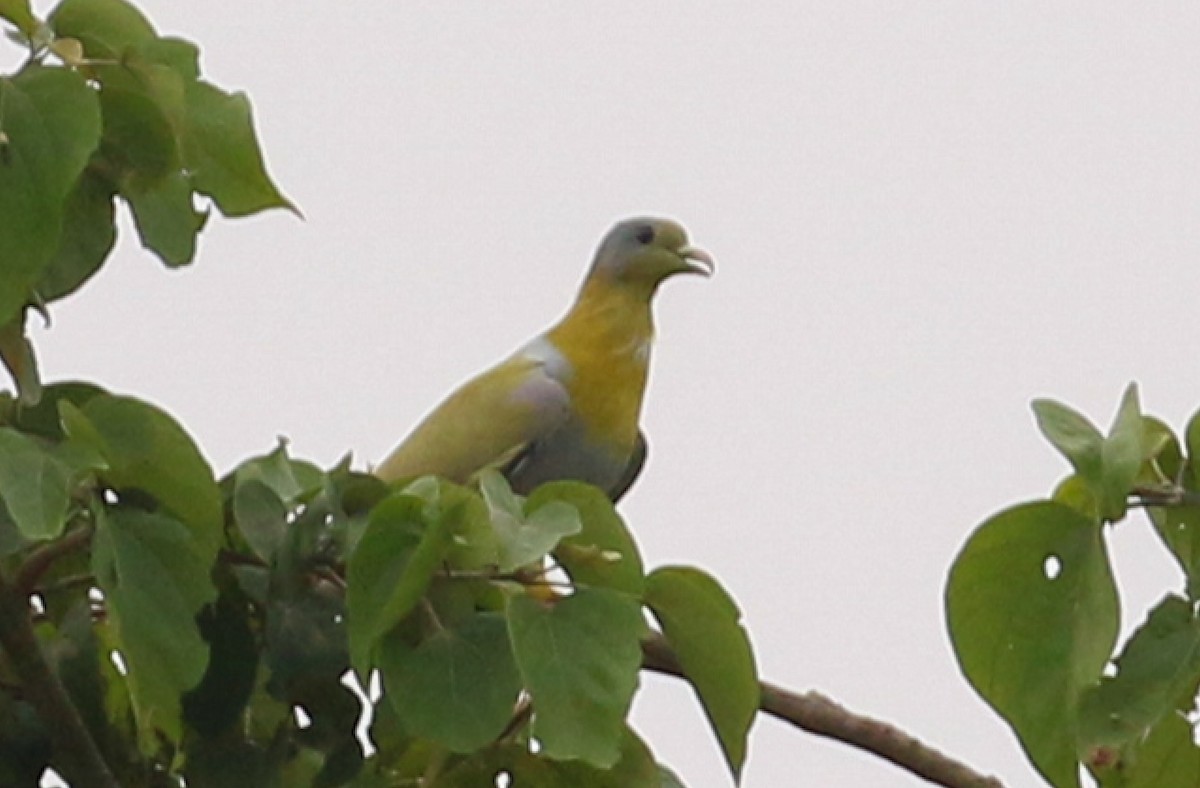 Yellow-footed Green-Pigeon - Tommy Pedersen