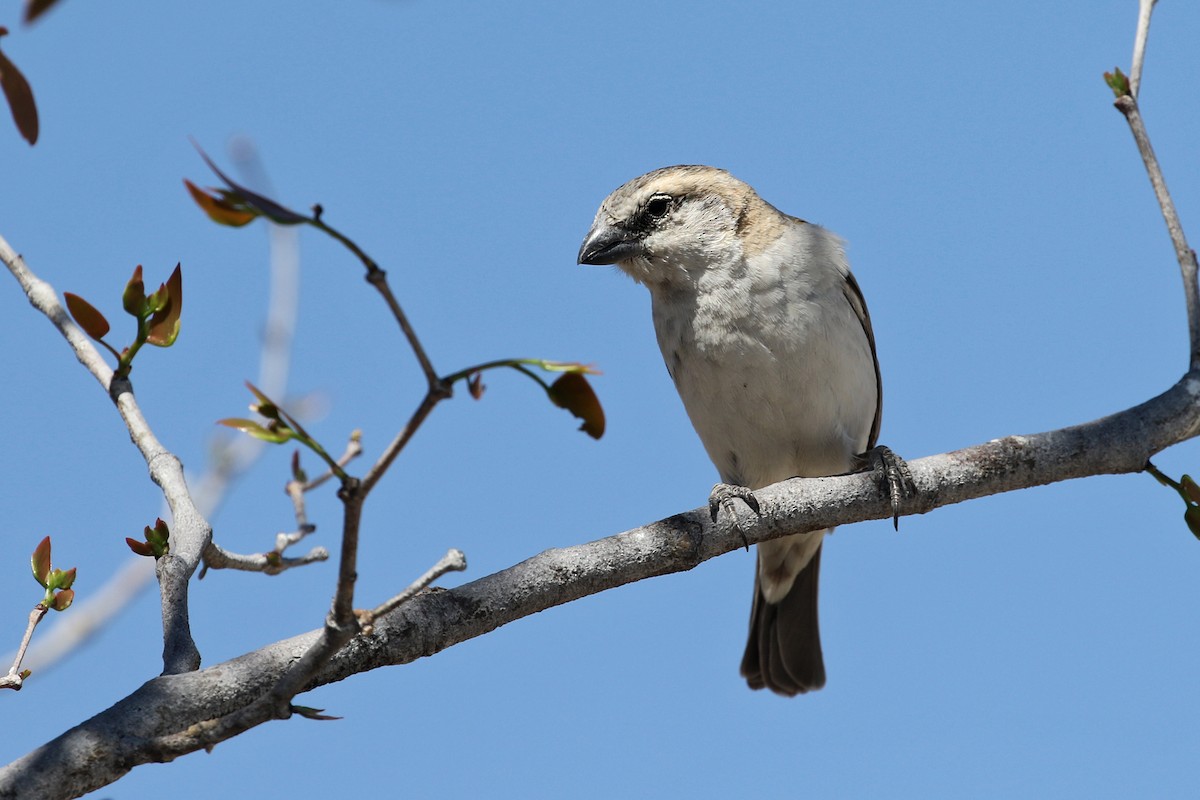 Great Rufous Sparrow - ML71910031