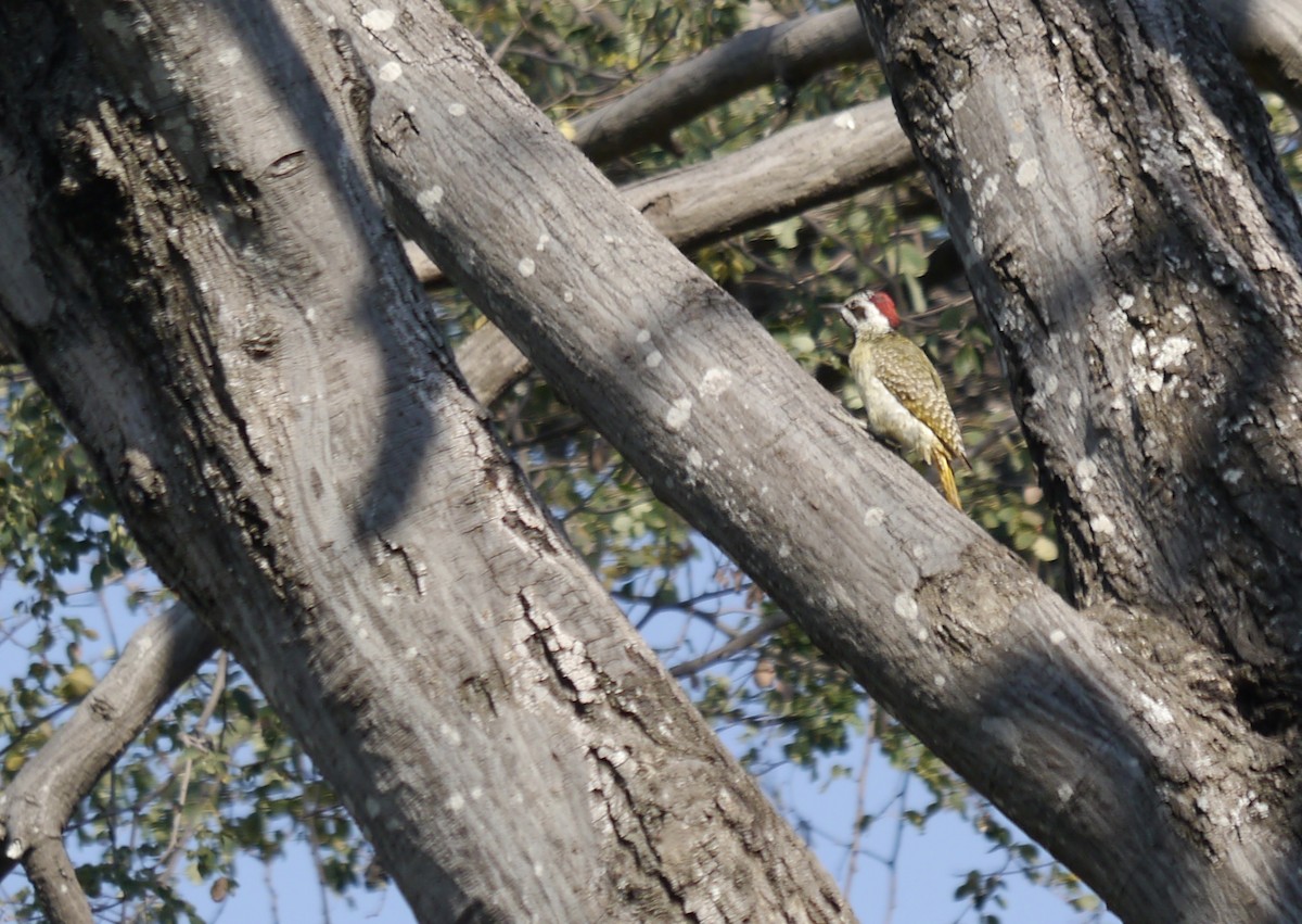 Bennett's Woodpecker (Light-spotted) - Nick Hudson