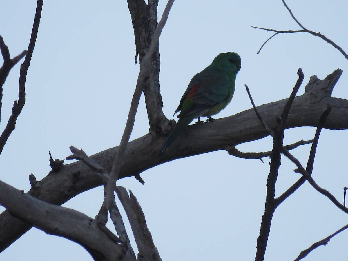 Red-rumped Parrot - Liam Manderson