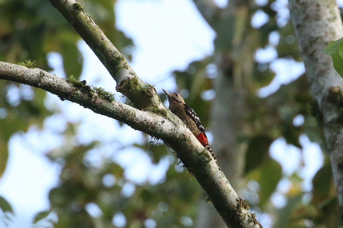 Fulvous-breasted Woodpecker - ML71913171