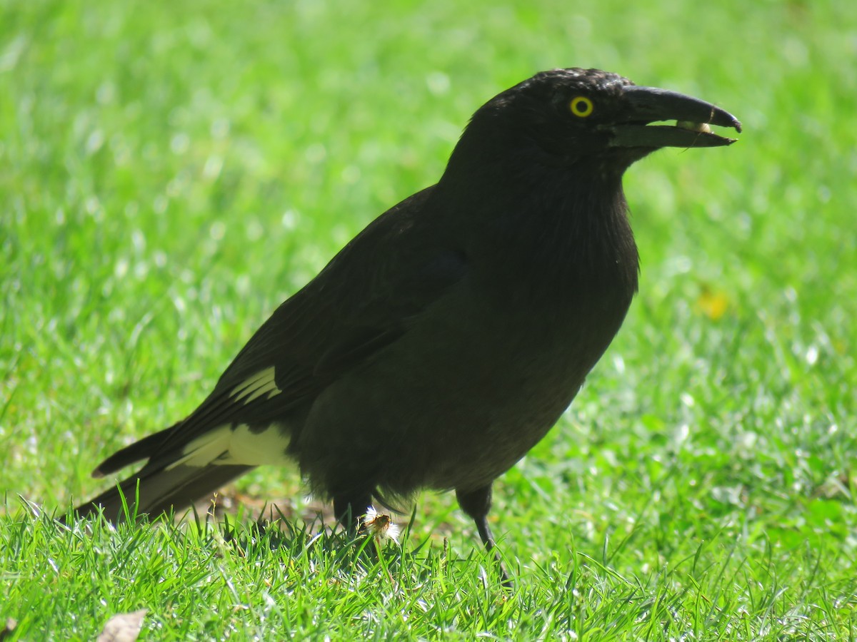 Pied Currawong - ML71913461
