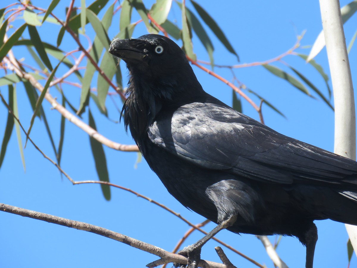 Australian Raven - ML71913531