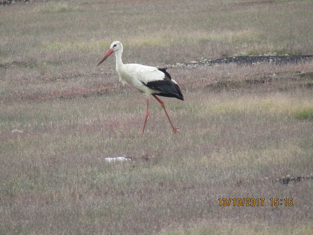 White Stork - ML71913571
