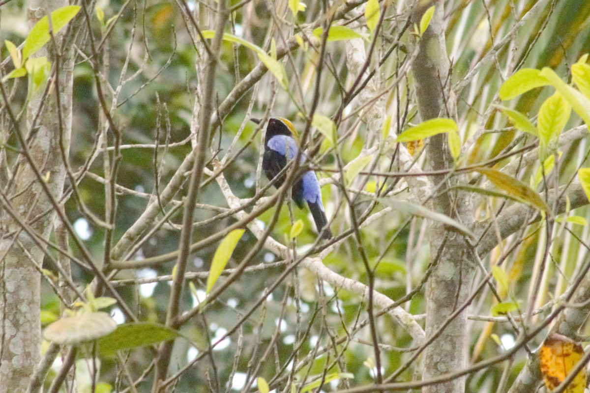 Asian Fairy-bluebird - ML71914151