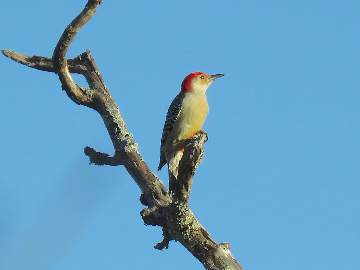 Red-bellied Woodpecker - ML71917591