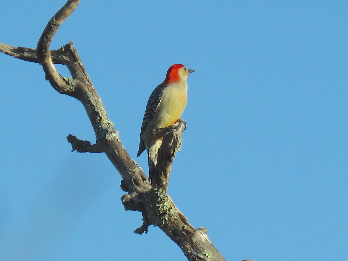 Red-bellied Woodpecker - ML71917601