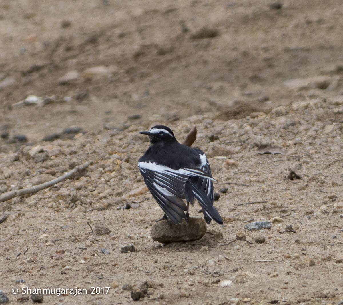 White-browed Wagtail - ML71918821