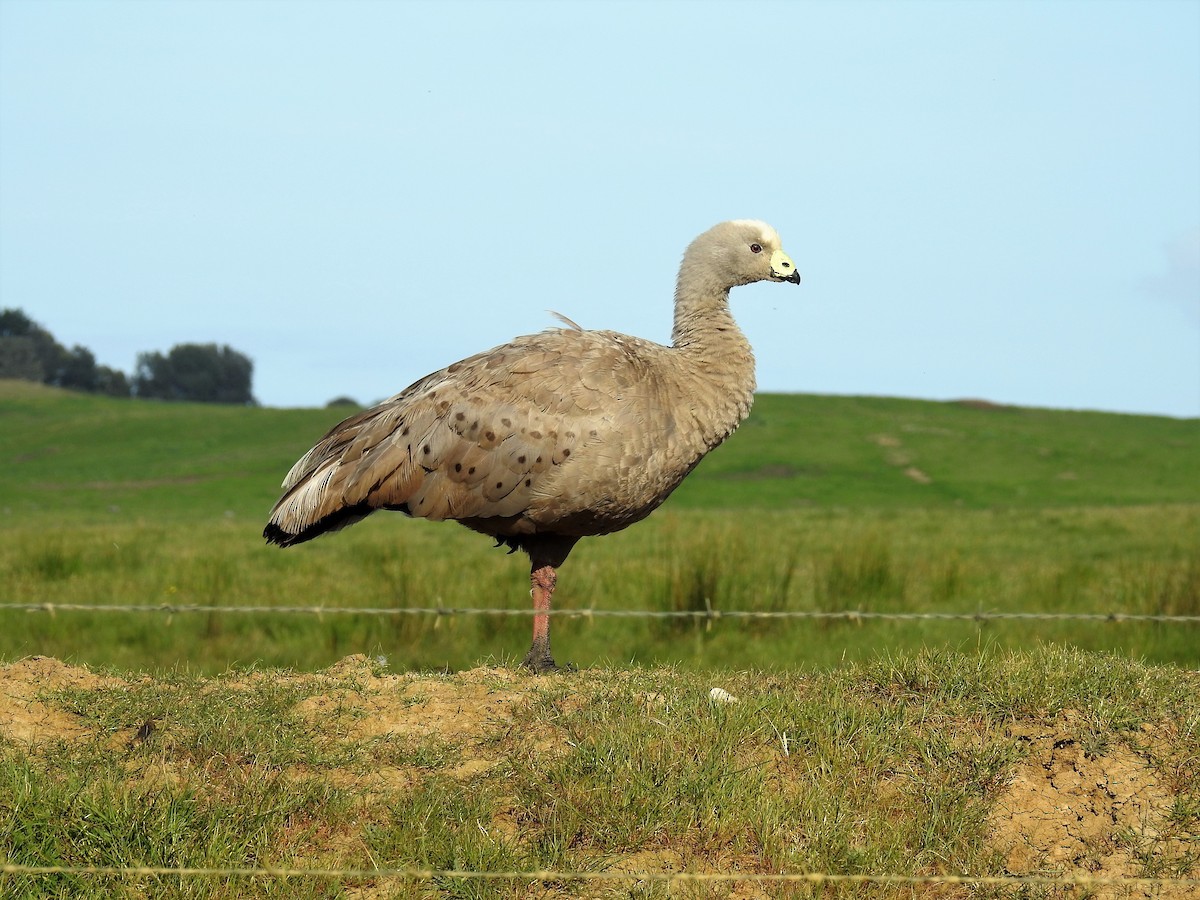 Cape Barren Goose - ML71919011