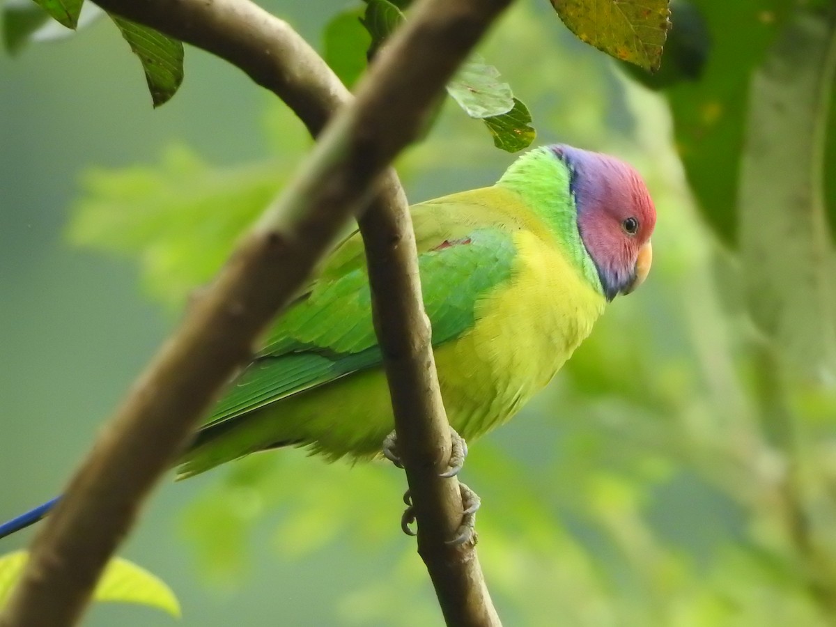 Plum-headed Parakeet - GIRISHKUMAR K