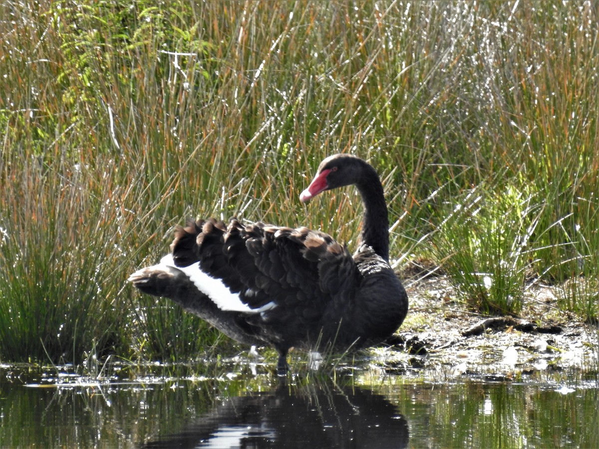 Black Swan - ML71920081