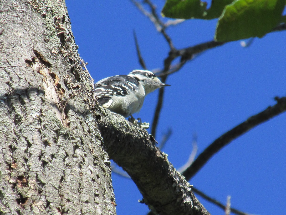 Downy Woodpecker - CLI Birding