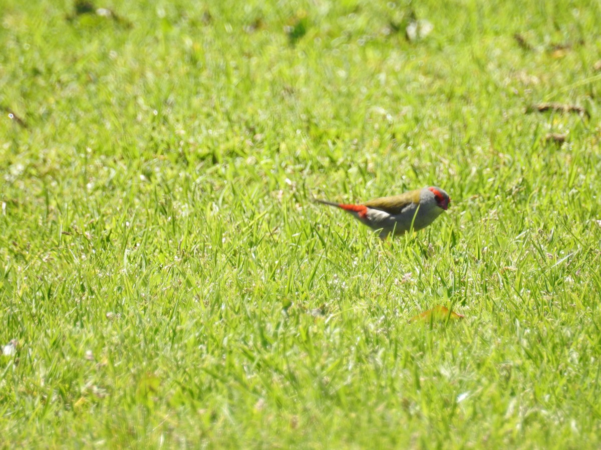 Red-browed Firetail - ML71921241