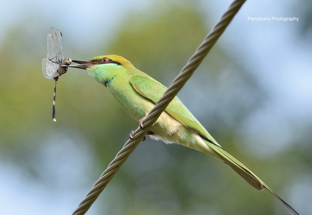 Asian Green Bee-eater - Phani krishna Ravi