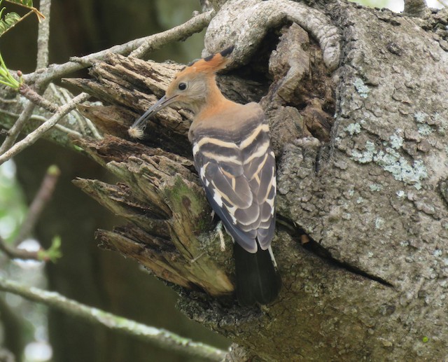 Eurasian Hoopoe (<em class="SciName notranslate">Upupa epops africana</em>), Adult Female. - Eurasian Hoopoe (African) - 