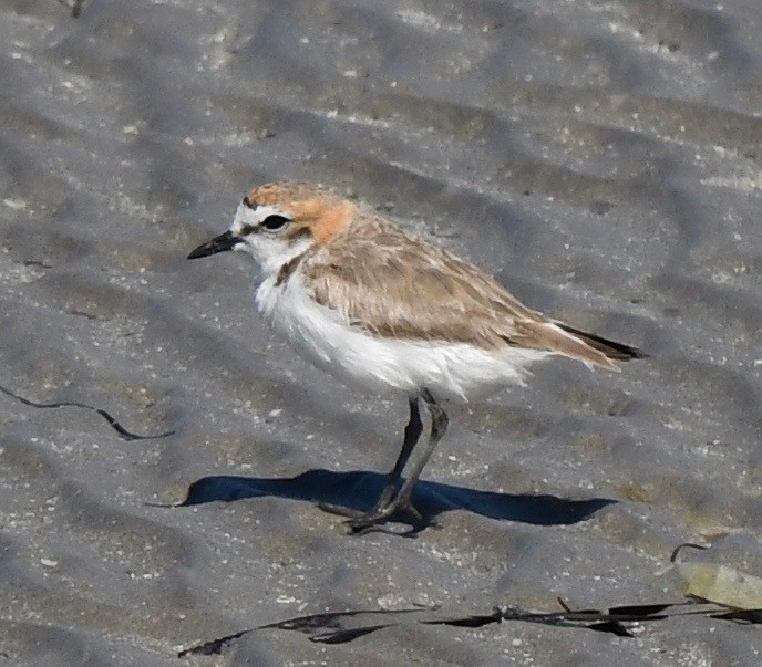 Red-capped Plover - marcel finlay