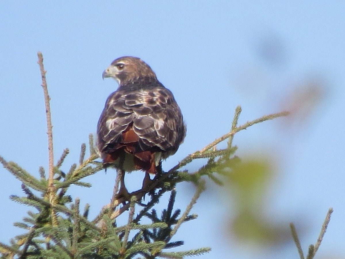 Red-tailed Hawk - ML71926251