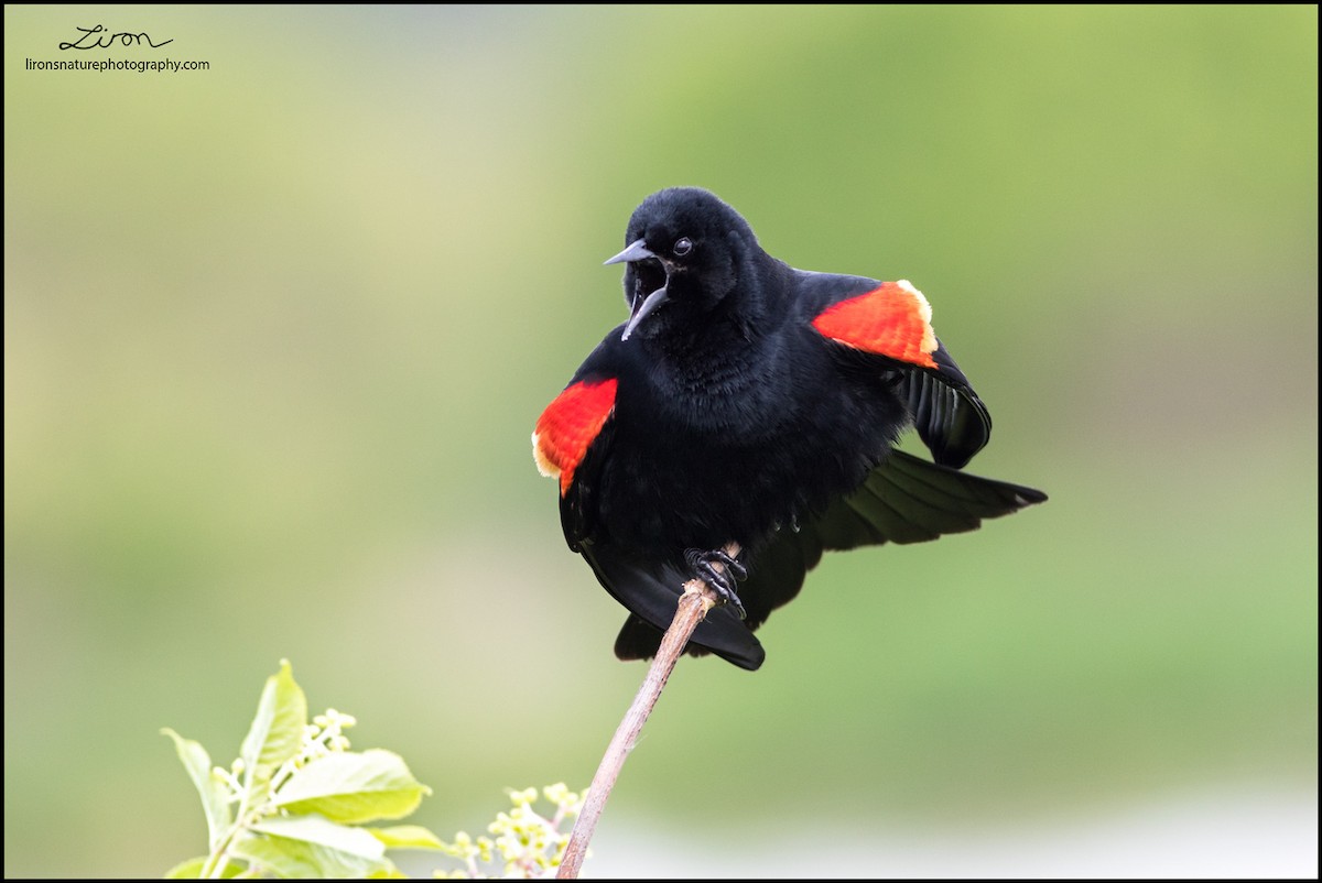 Red-winged Blackbird - ML71927511