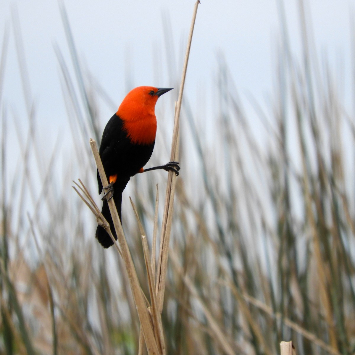 Scarlet-headed Blackbird - Carlos Rodrigo Sosa