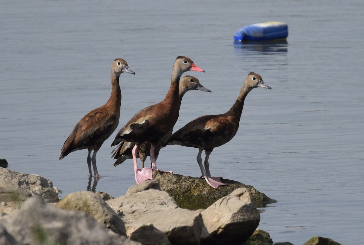 Black-bellied Whistling-Duck - Andy Reago &  Chrissy McClarren