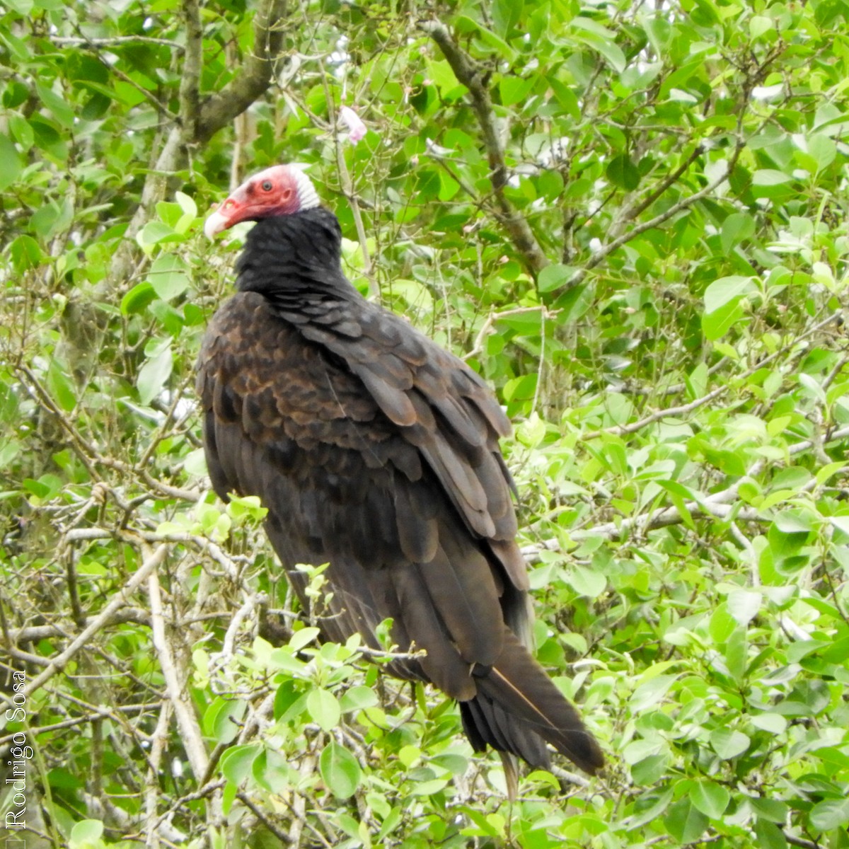 Turkey Vulture - ML71930081
