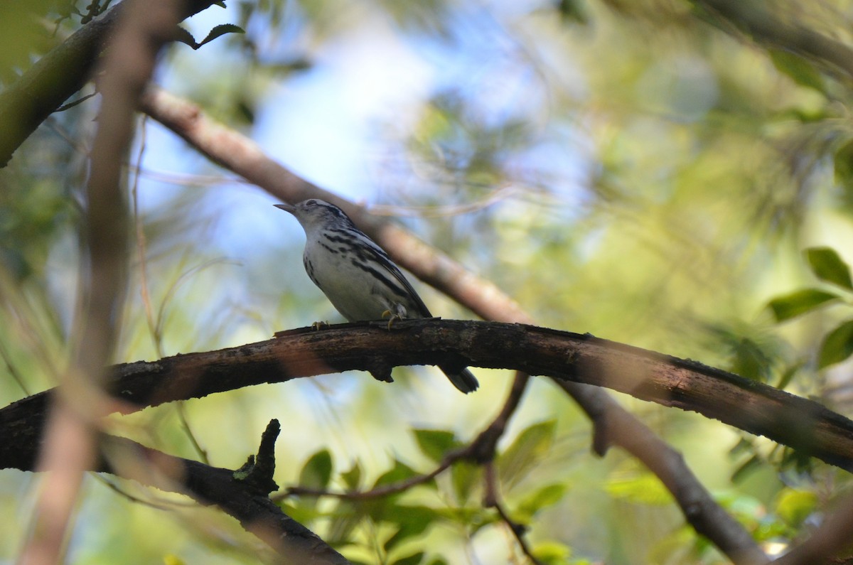 Black-and-white Warbler - ML71934731