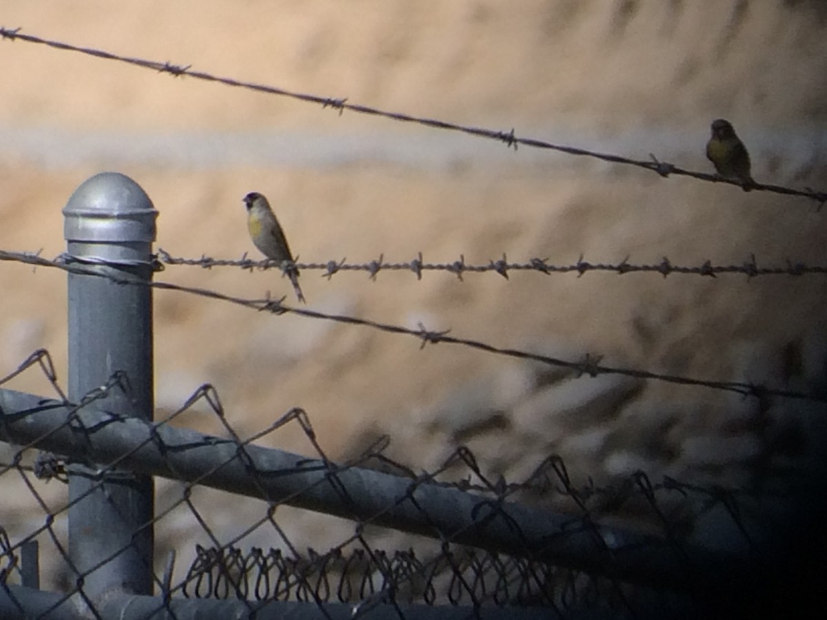 Lawrence's Goldfinch - ML71936341