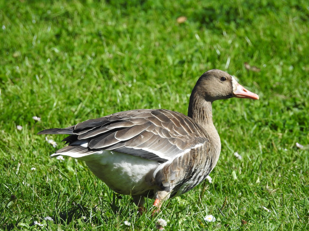 Greater White-fronted Goose - ML71936391