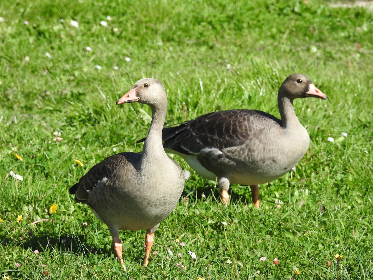 Greater White-fronted Goose - ML71936641
