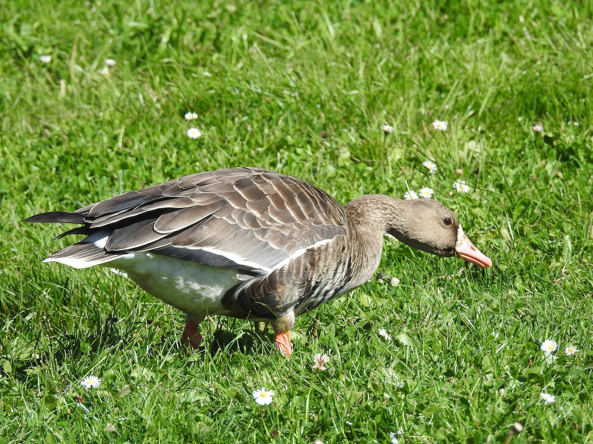 Greater White-fronted Goose - ML71936751