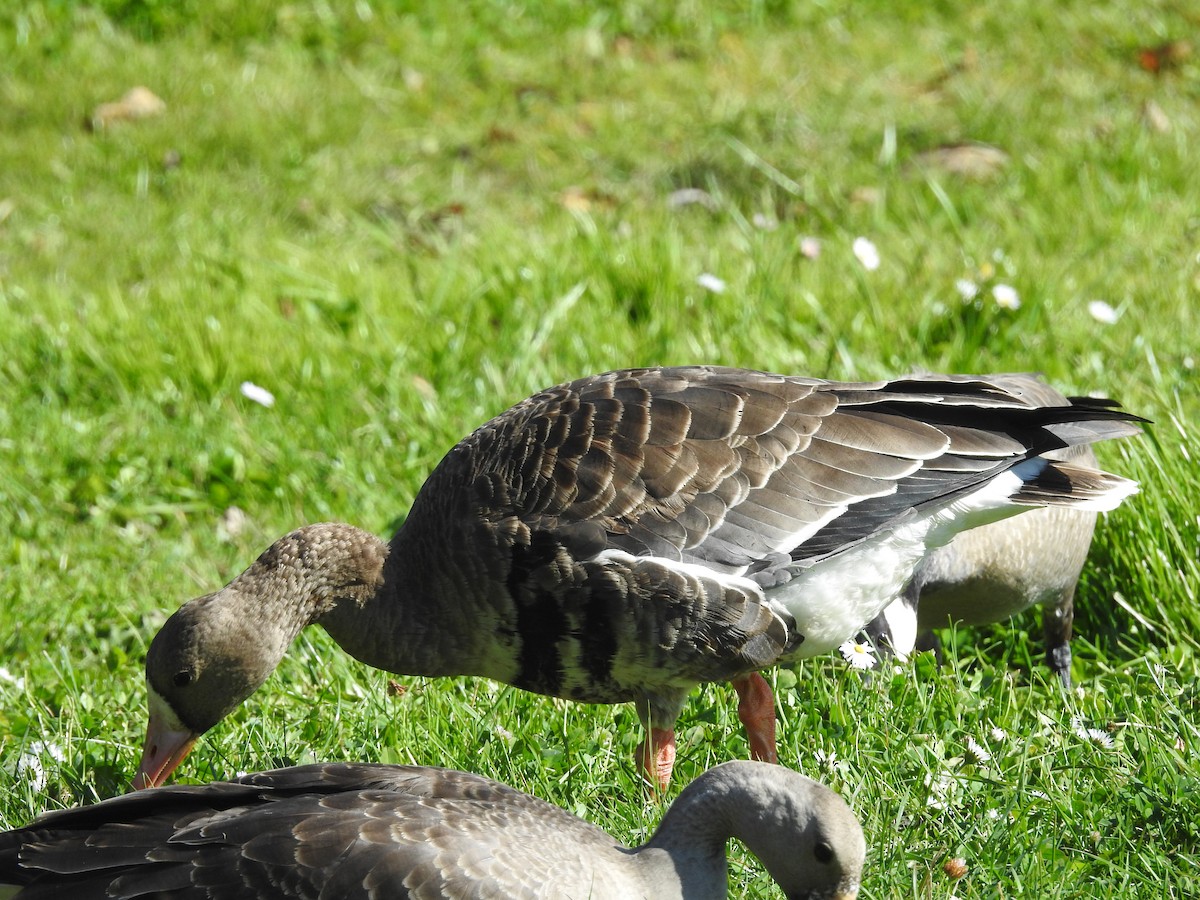 Greater White-fronted Goose - ML71936771