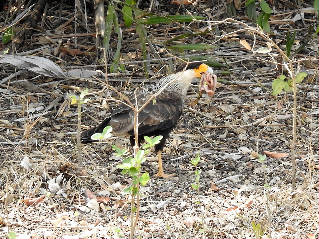 Crested Caracara (Southern) - ML71936991