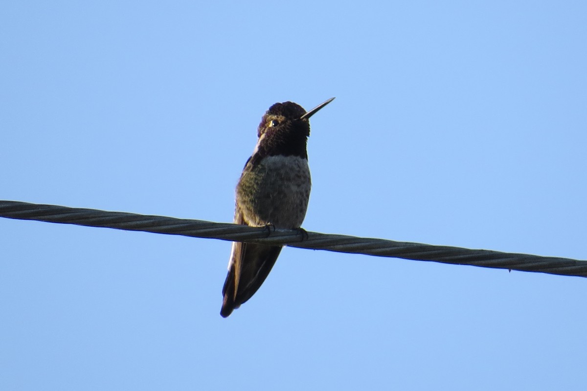 Anna's Hummingbird - ML71937041
