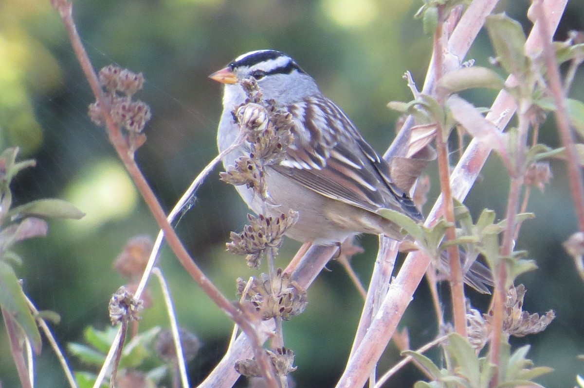 White-crowned Sparrow - Dean Shoup