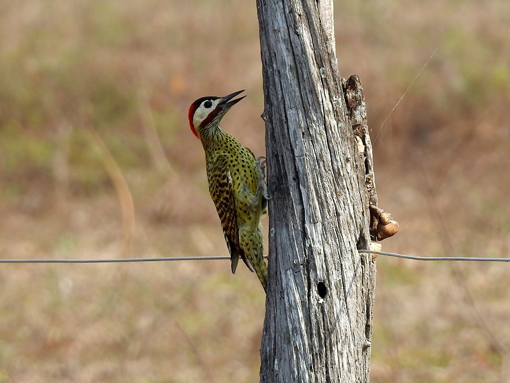 Green-barred Woodpecker - ML71937881