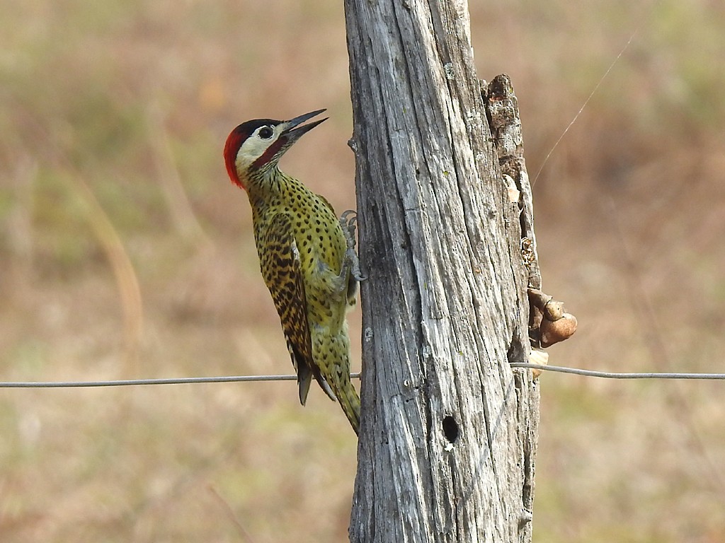 Green-barred Woodpecker - Richard Garrigues