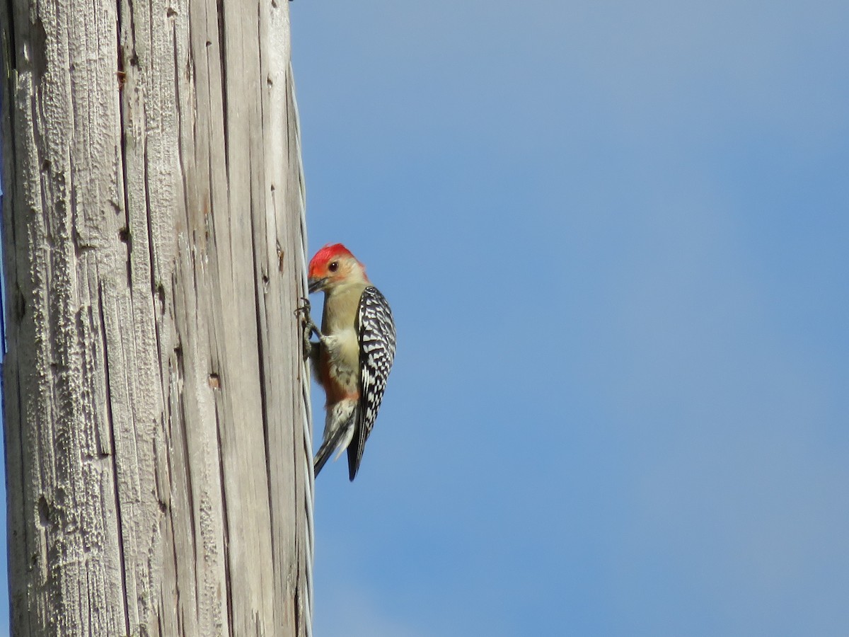 Red-bellied Woodpecker - Deena Mickelson