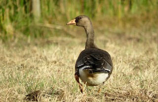 Greater White-fronted Goose, ML71941921