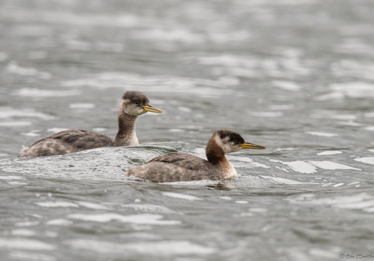 Red-necked Grebe - Ian Routley