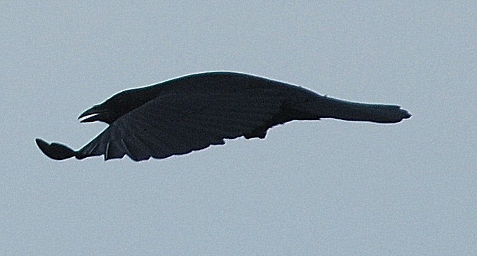Fish Crow - Richard Haimes