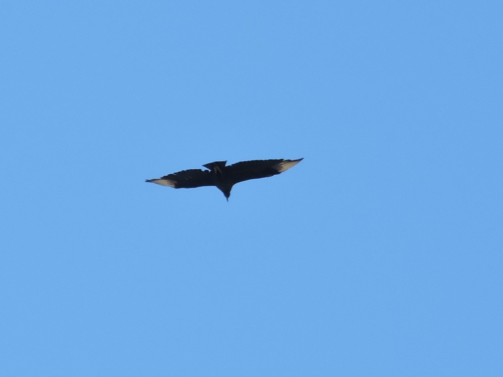 Black Vulture - ML71943161
