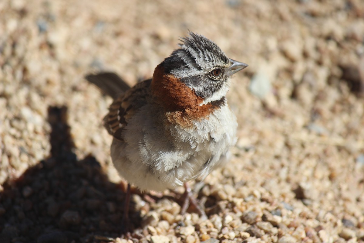Rufous-collared Sparrow - Michael Weymann
