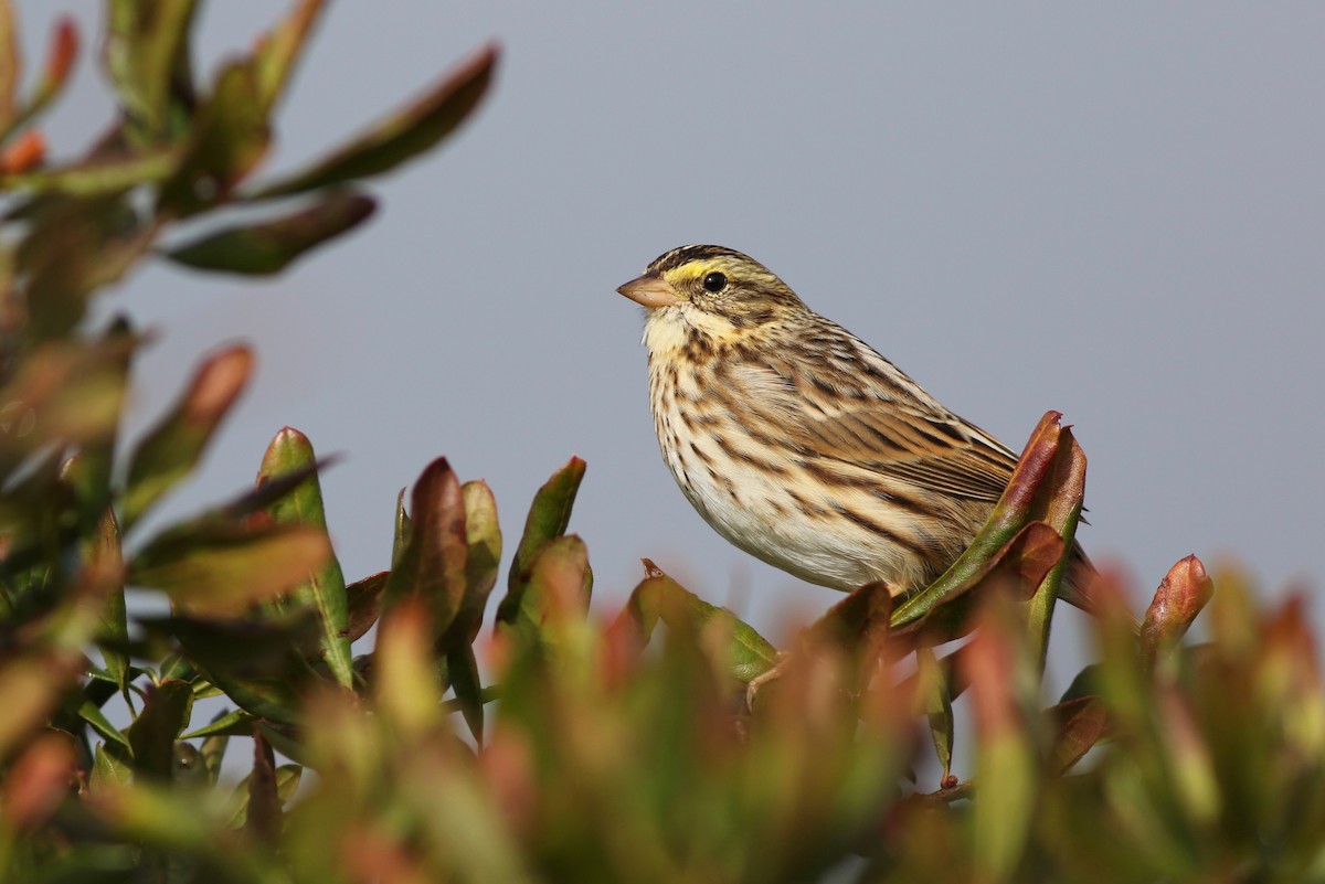 Savannah Sparrow (Savannah) - ML71945671