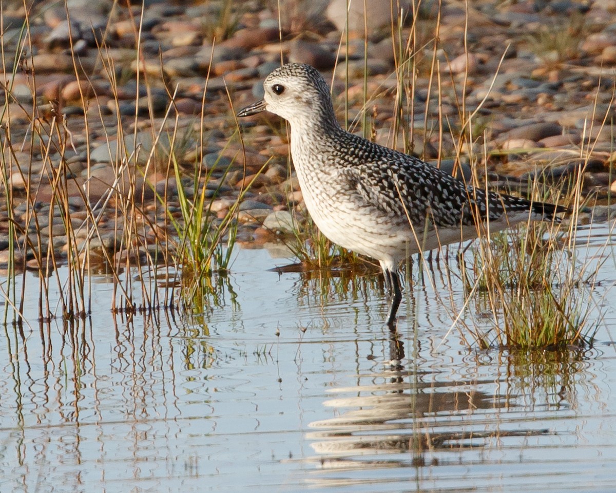Black-bellied Plover - Jeff Stacey