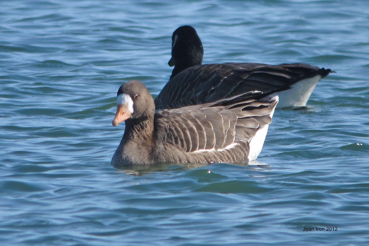 Greater White-fronted Goose - ML71945841
