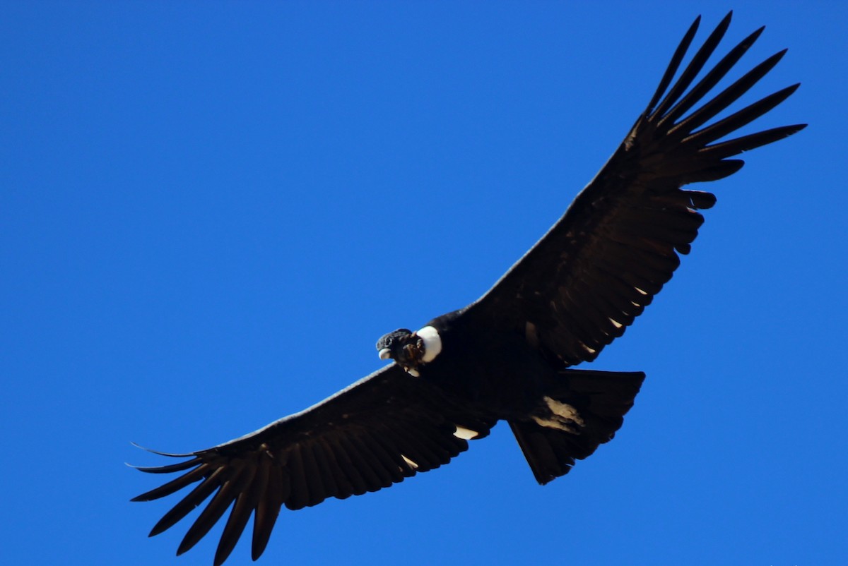 Andean Condor - Michael Weymann