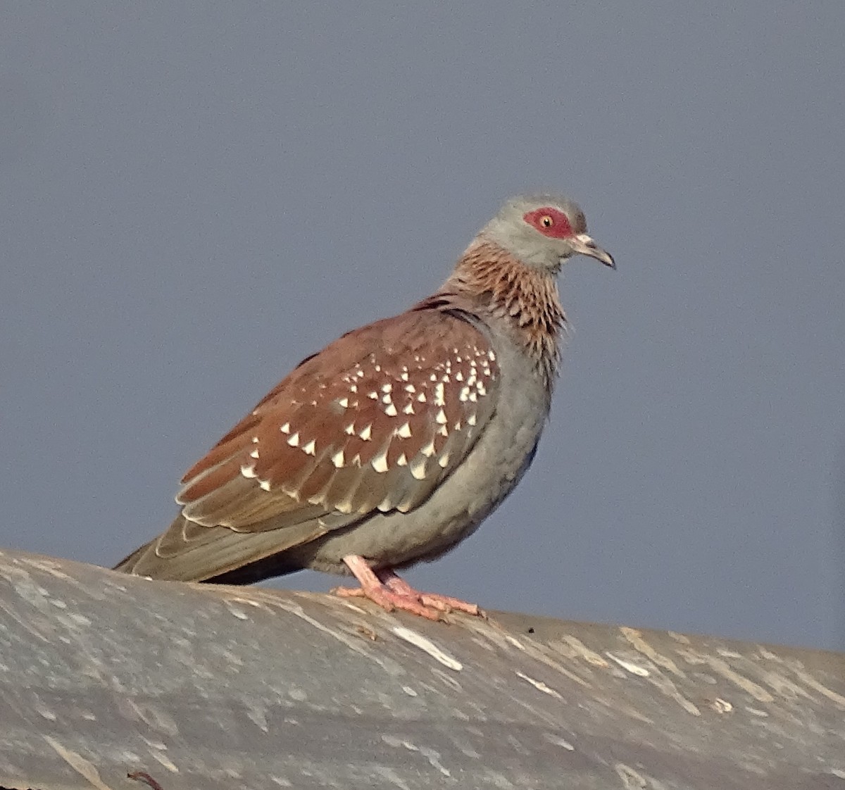 Speckled Pigeon - Doris  Schaule