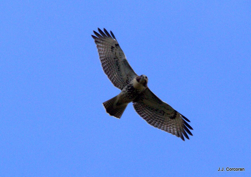 Red-tailed Hawk - ML71954561