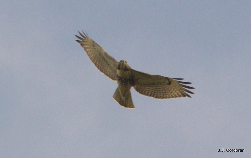 Red-tailed Hawk - ML71954621